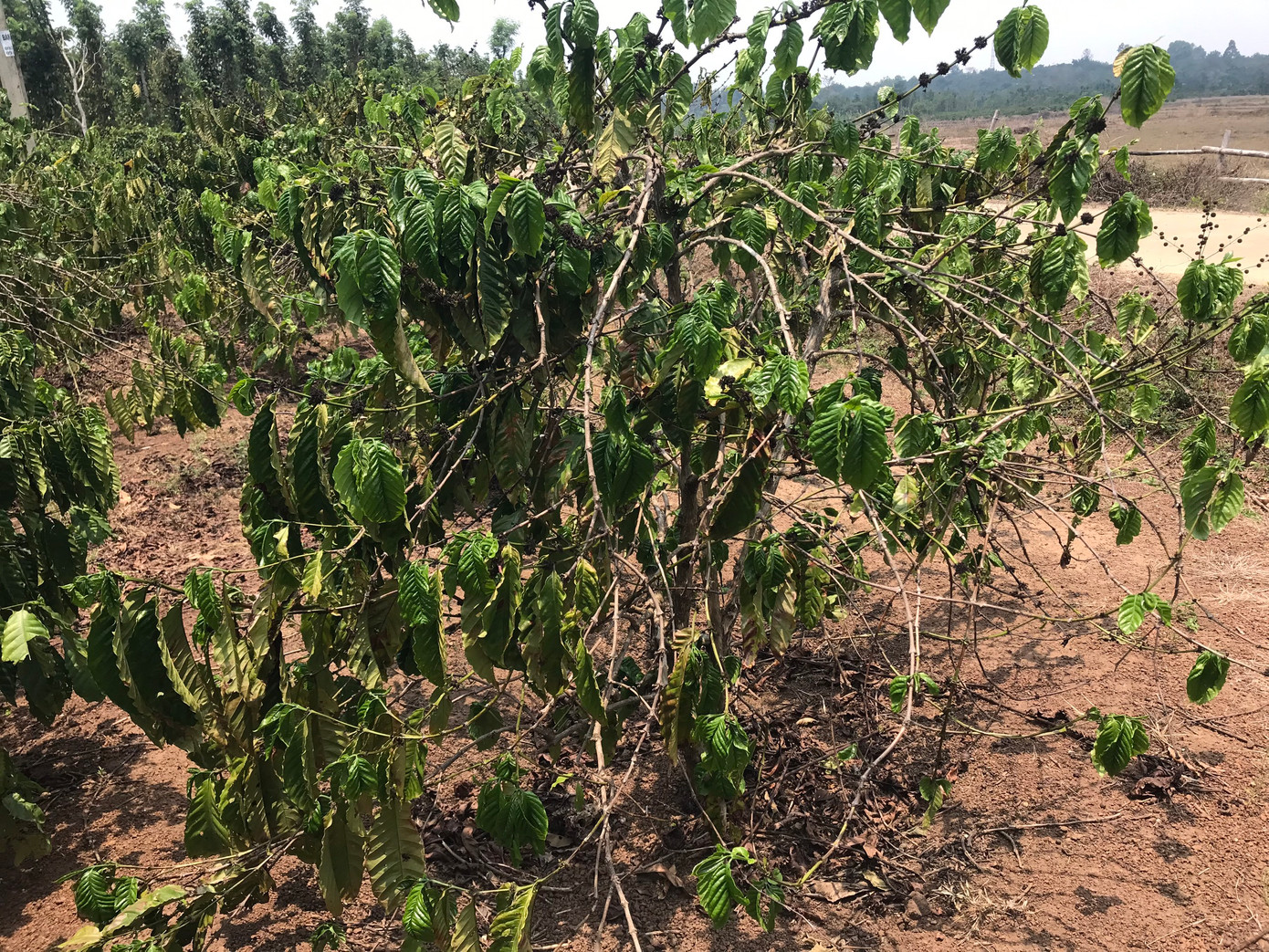 Cà phê cũng bị xác xơ vì nắng hạn Cà phê cũng bị xác xơ vì nắng hạn