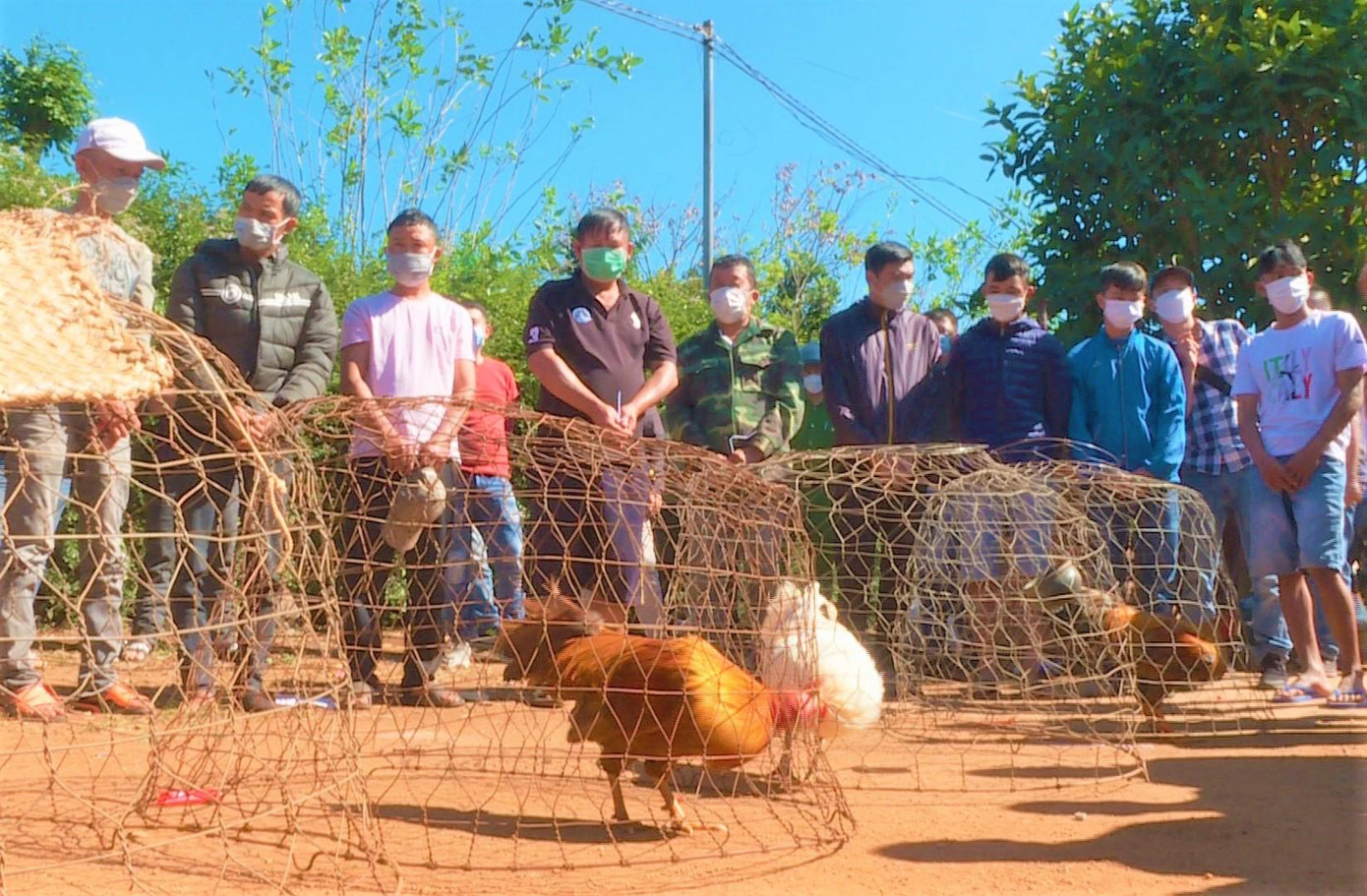 Công an phát hiện các đối tượng tổ chức đá gà trong rẫy vắng