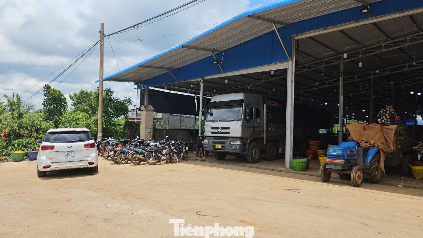 Một kho bãi tập kết sầu riêng tại huyện Krông Pắc.