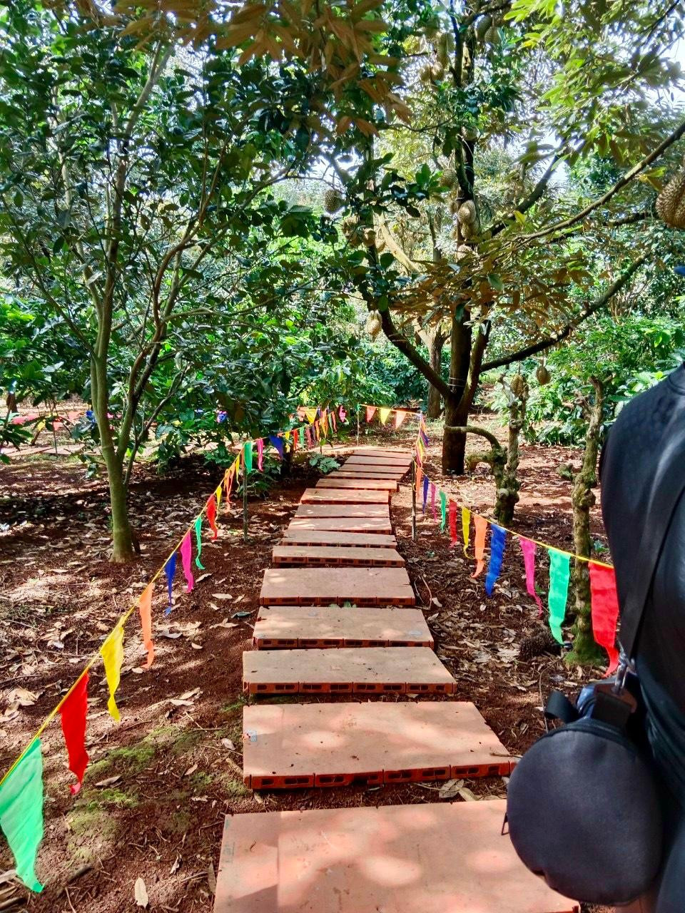 Con đường trong vườn sầu riêng