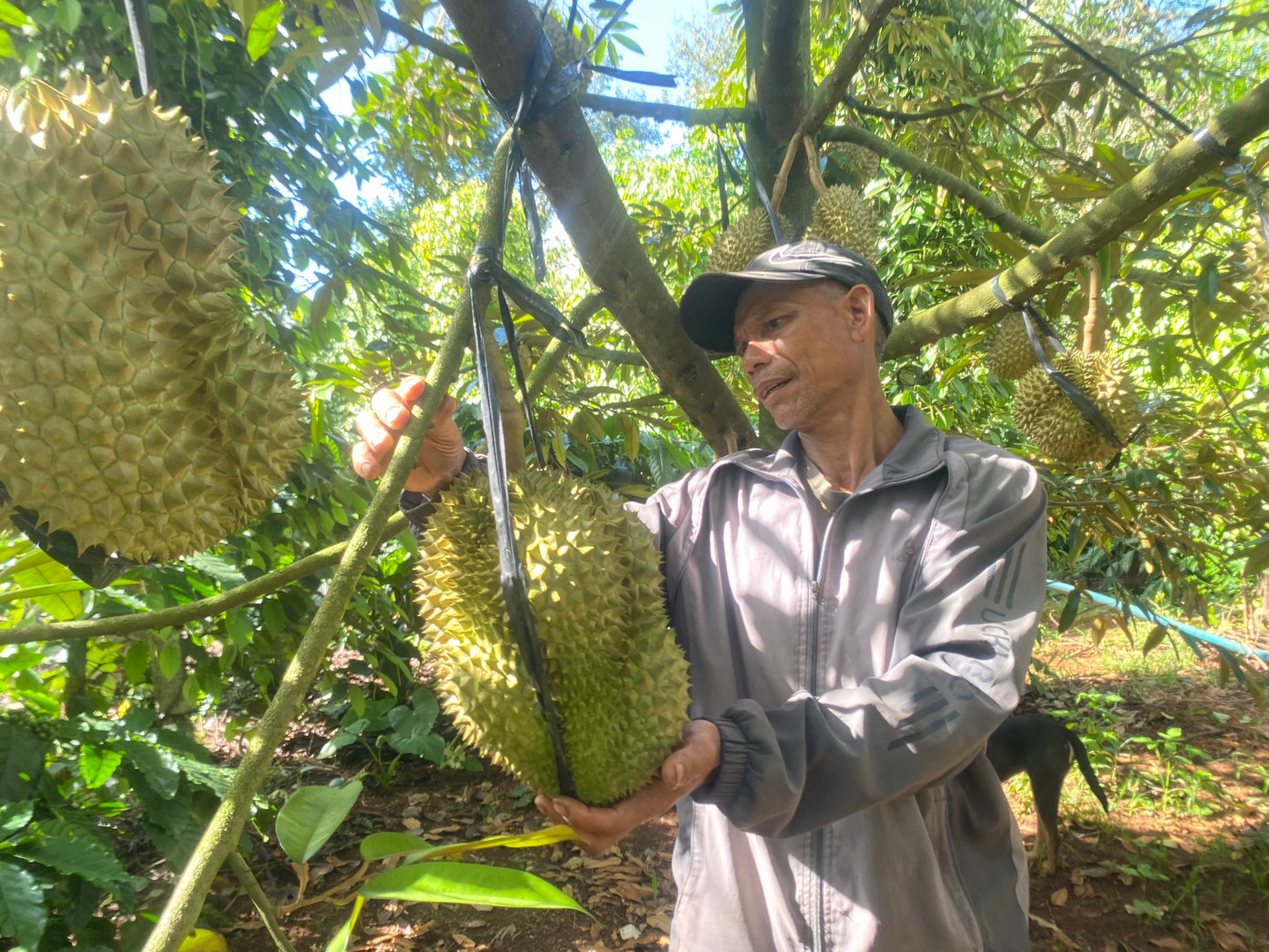 Sầu riêng được trồng tại huyện Cư M'gar. Sầu riêng được trồng tại huyện Cư M'gar.