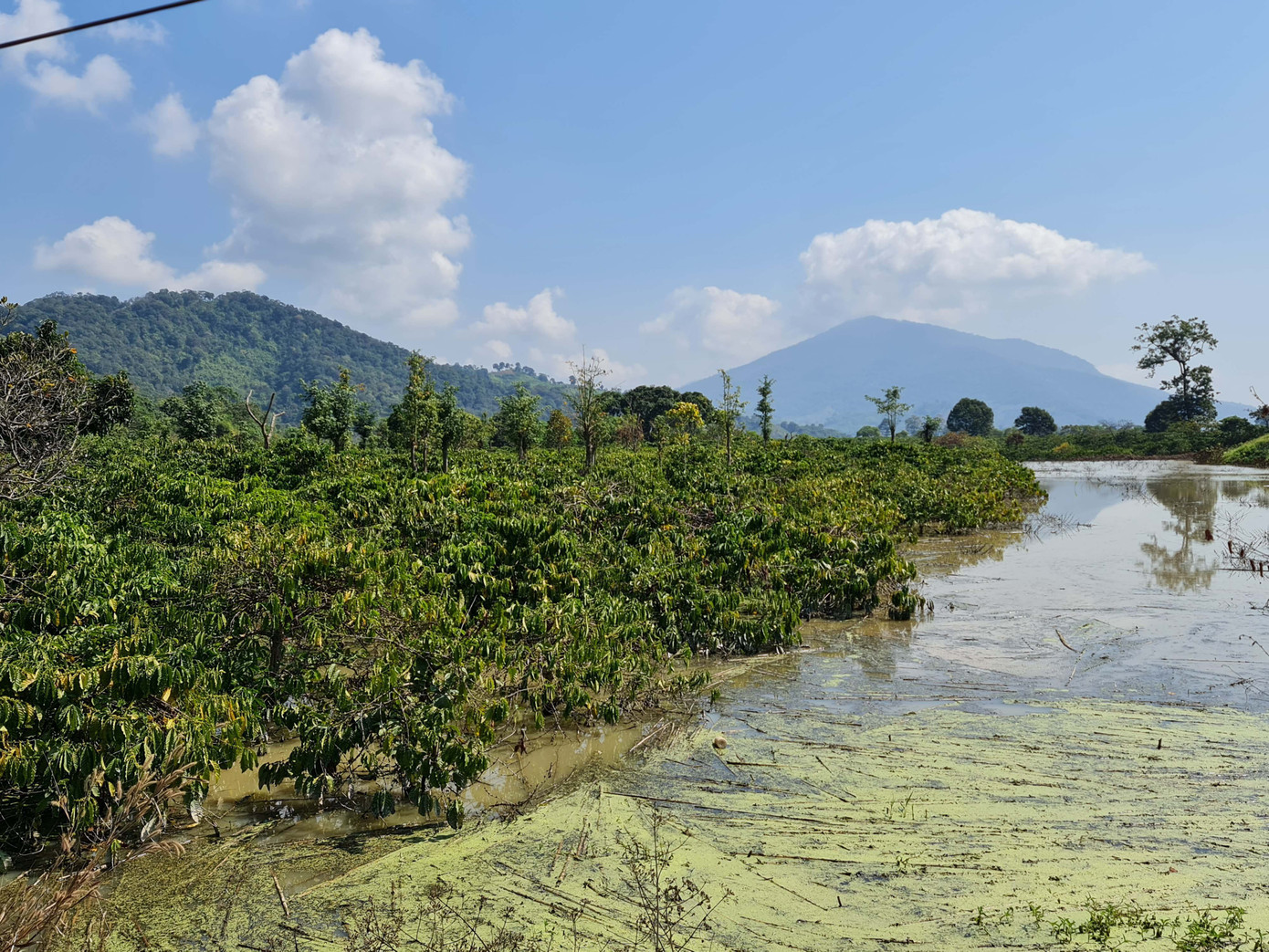 Cây trồng của người dân bị ngập úng khi thủy điện vận hành