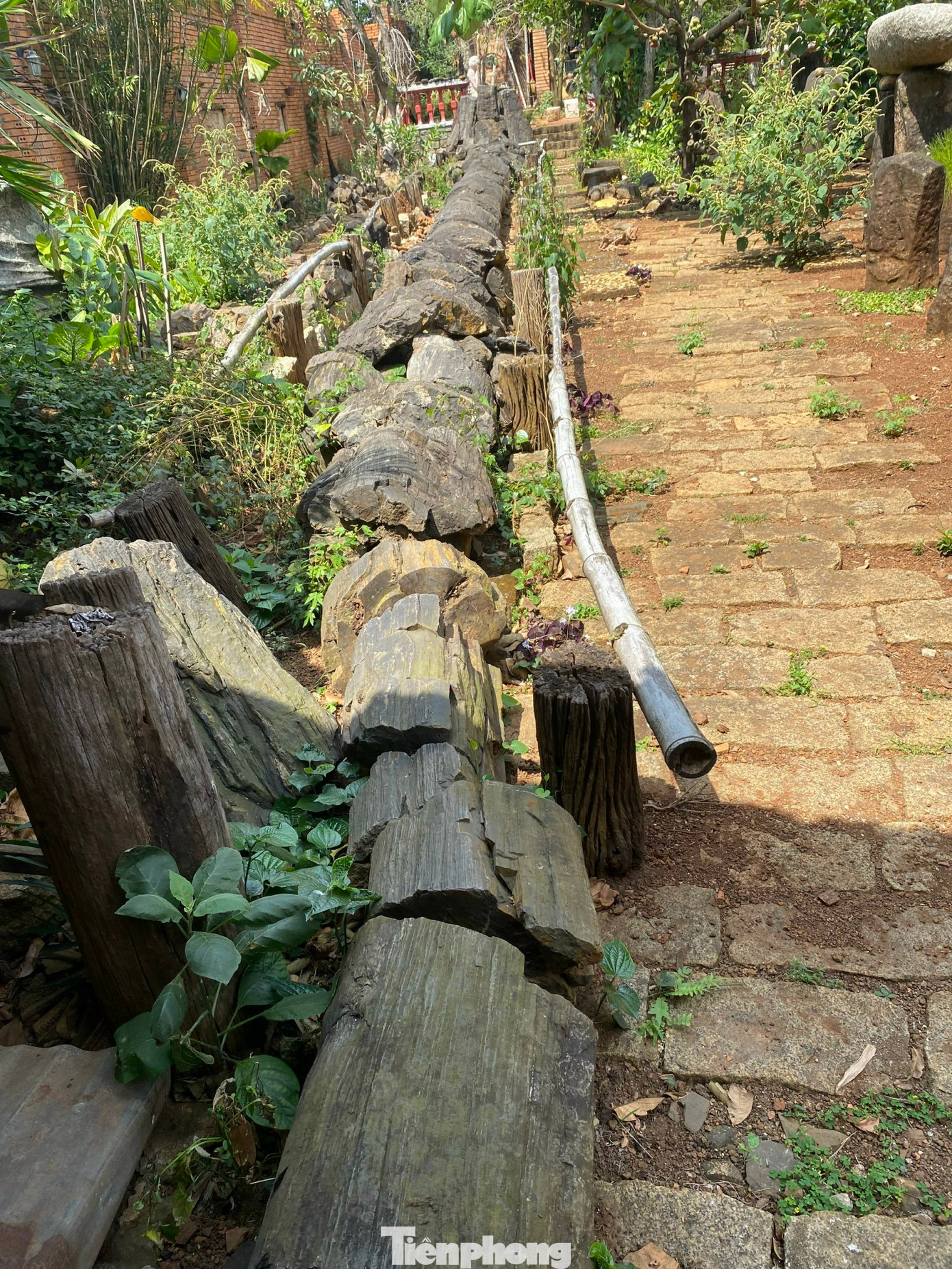 Hóa thạch là cây thủy tùng dài hơn 30m Hóa thạch là cây thủy tùng dài hơn 30m