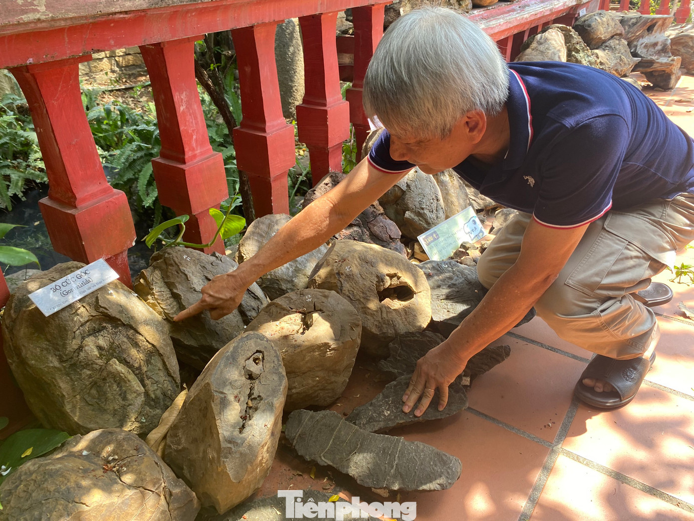 Các mẫu hóa thạch được ông Thành dày công sưu tầm Các mẫu hóa thạch được ông Thành dày công sưu tầm