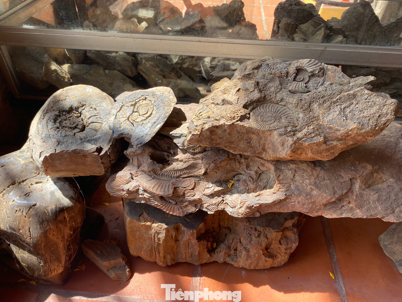 Vẻ đẹp cuốn hút của hóa thạch khiến ông Thành bỏ nhiều tâm sức sưu tầm Vẻ đẹp cuốn hút của hóa thạch khiến ông Thành bỏ nhiều tâm sức sưu tầm