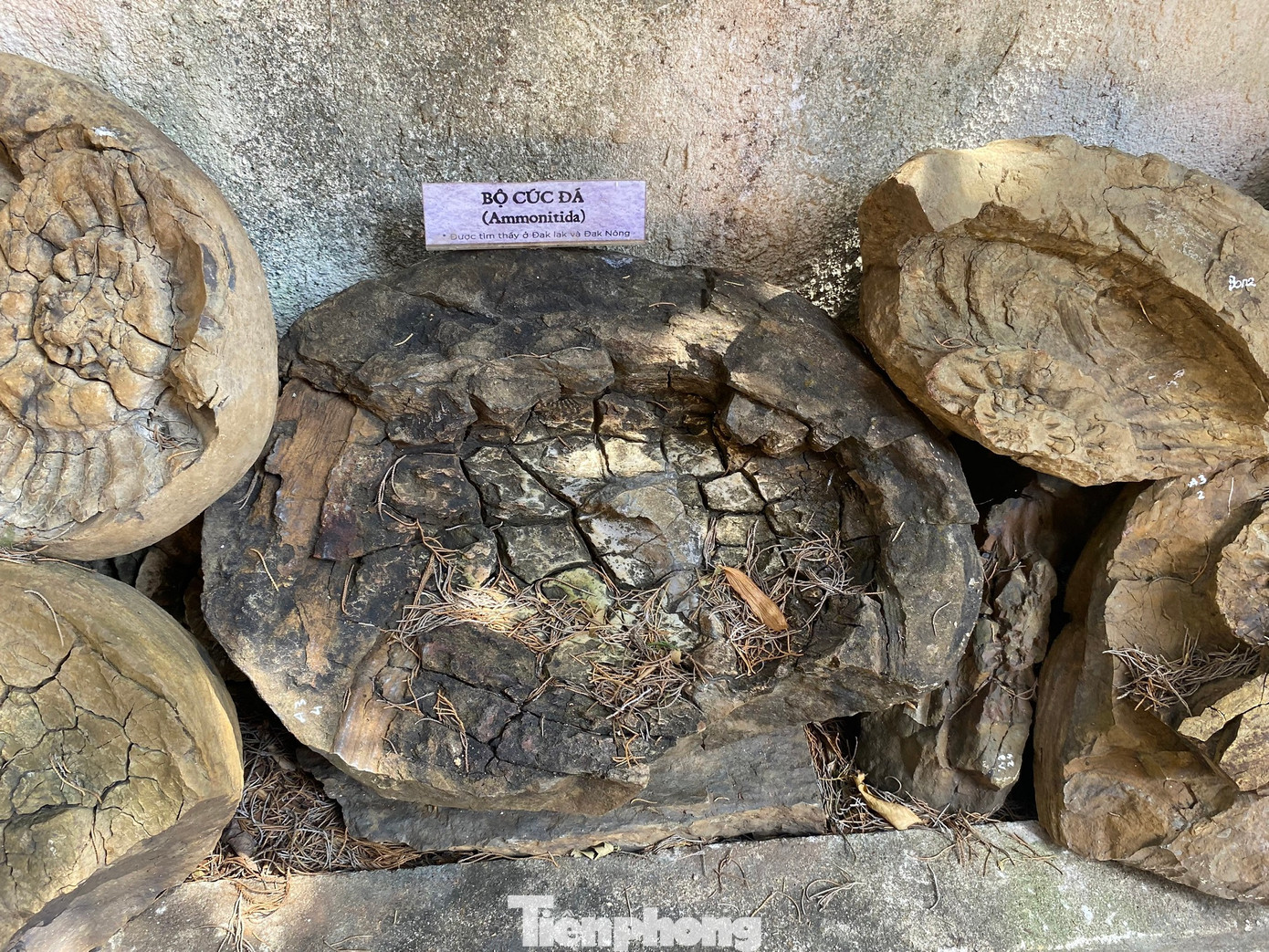 Mẫu hóa thạch có hình thù đặc biệt Mẫu hóa thạch có hình thù đặc biệt