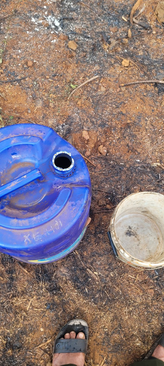 Gốc thông đã được dập lửa