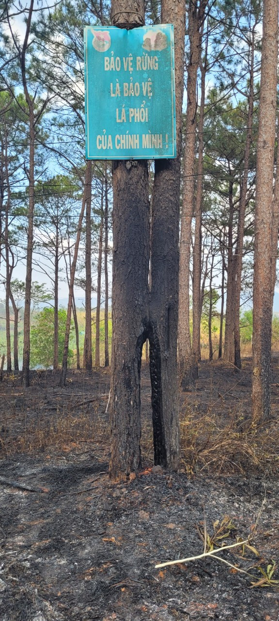 Gốc thông đã được dập lửa