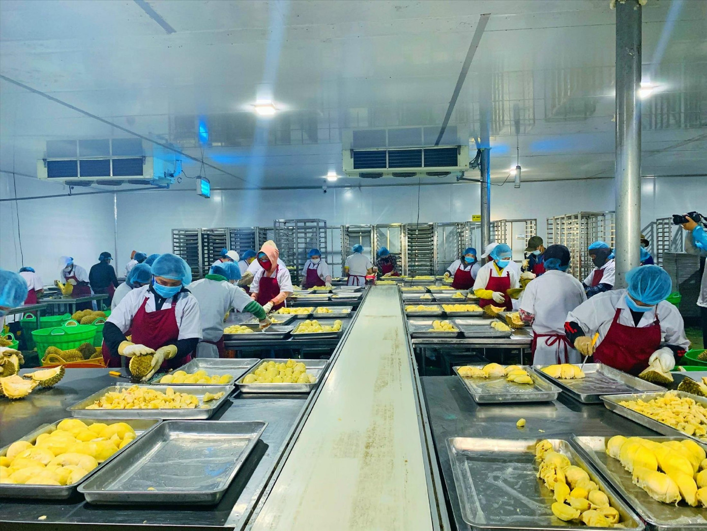 Sầu riêng được sơ chế để cấp đông, xuất khẩu.