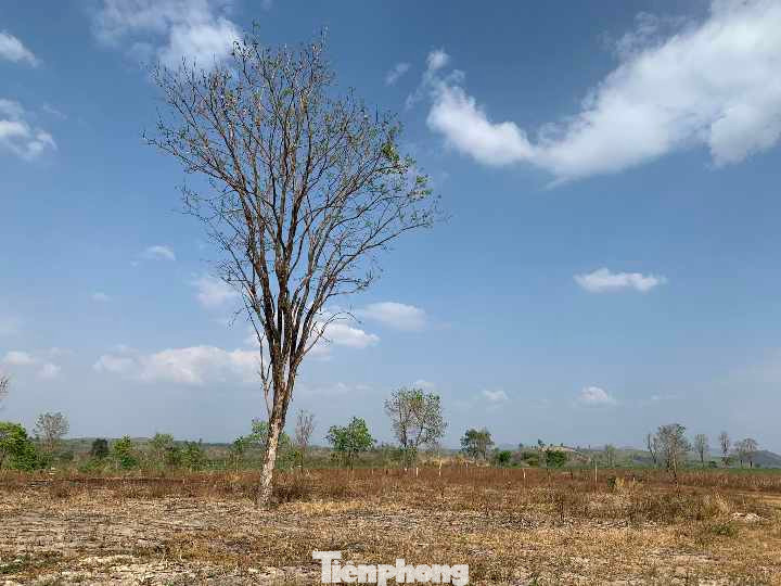 Diện tích rừng thuộc quản lý của Trung tâm Bảo tồn voi, cứu hộ động vật và quản lý bảo vệ rừng