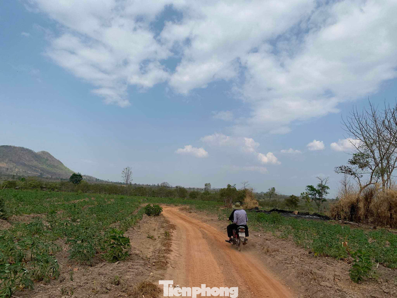 Trên diện tích rừng đã được trồng hoa màu