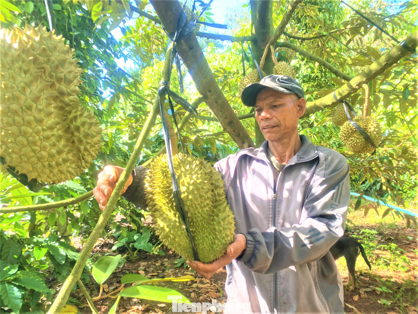 Sầu riêng nhà ông Y Hen đạt gần 20 tấn/ha. Sầu riêng nhà ông Y Hen đạt gần 20 tấn/ha.