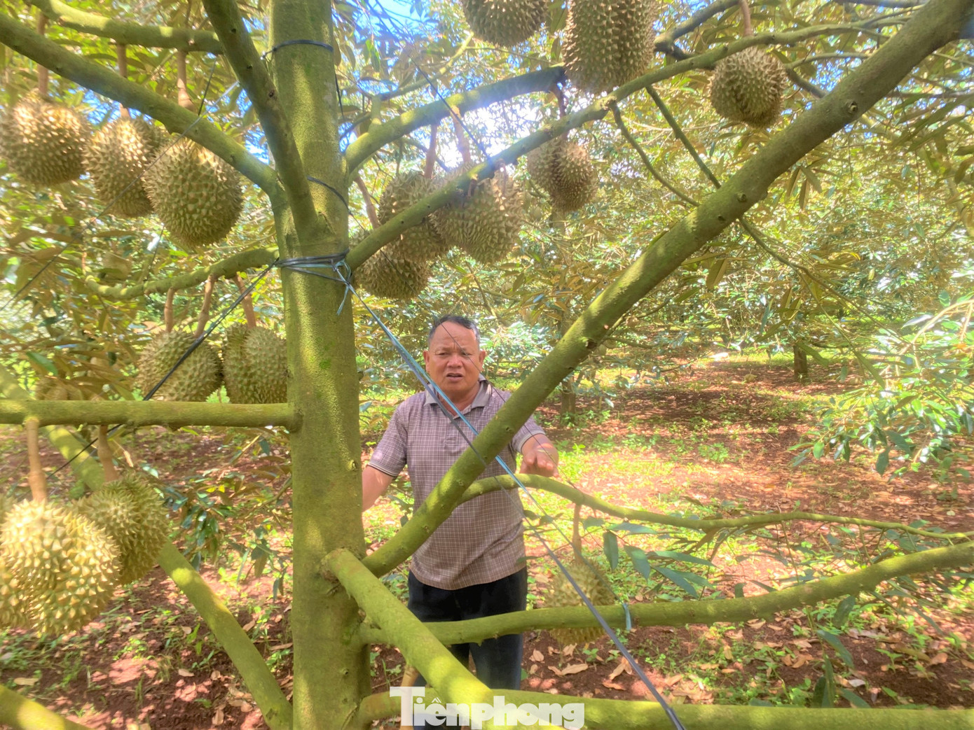Vườn sầu riêng nhà ông Hào. Vườn sầu riêng nhà ông Hào.