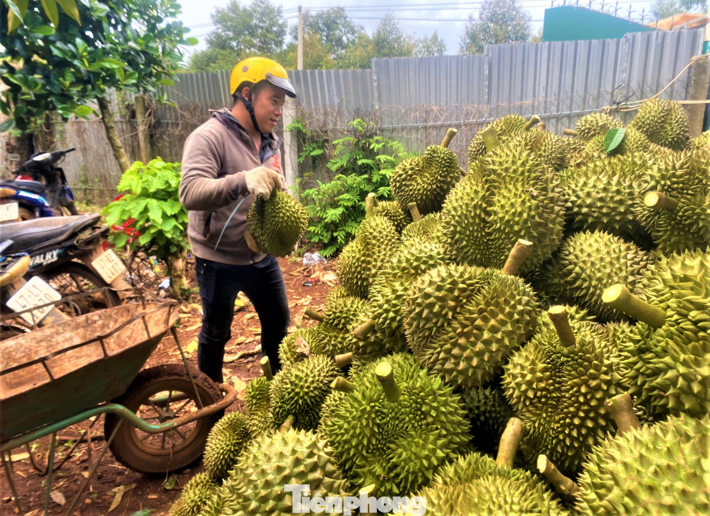 Sầu riêng được tập kết thành đống, chờ vận chuyển về kho. Sầu riêng được tập kết thành đống, chờ vận chuyển về kho.