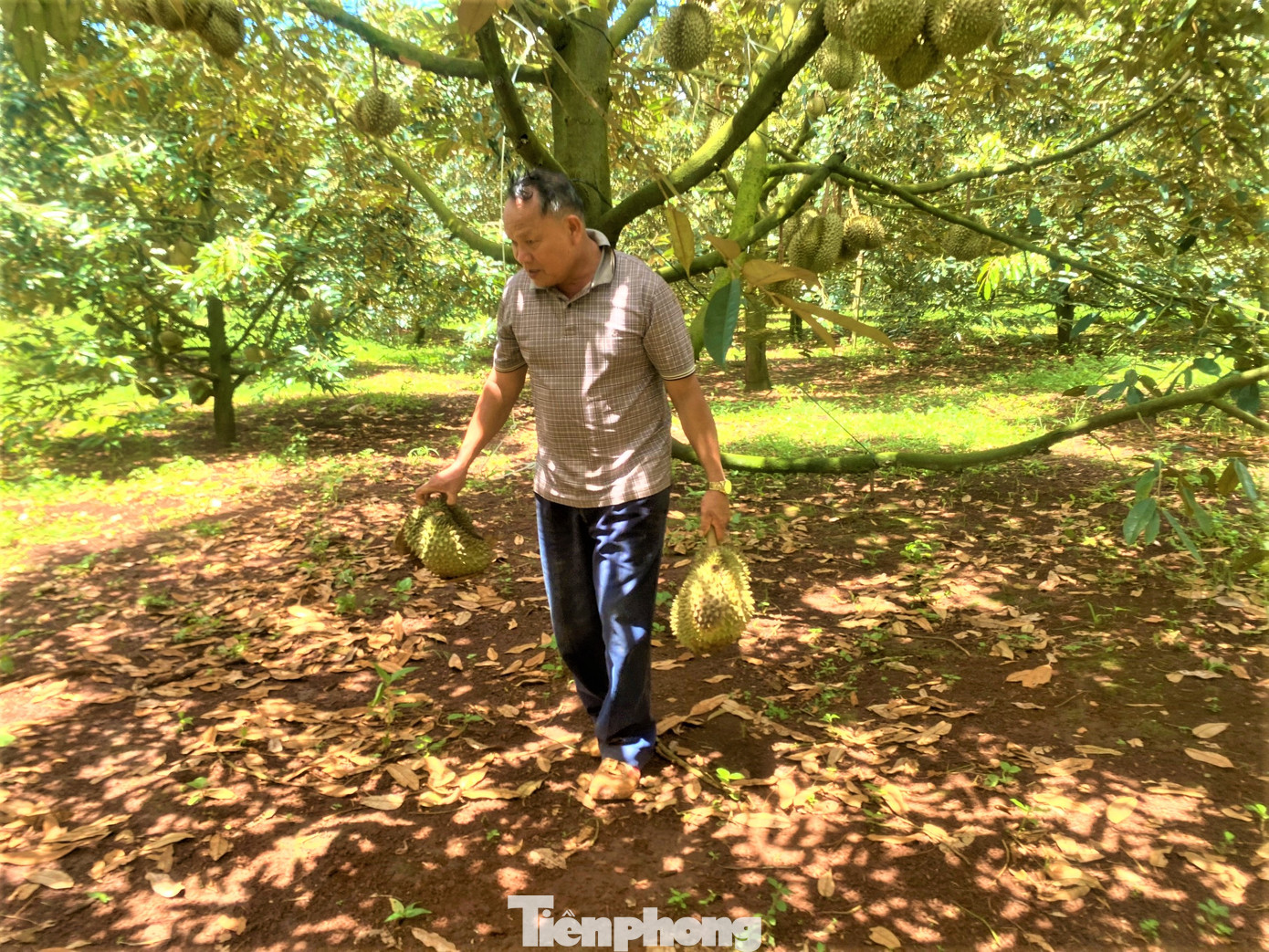 Sầu riêng nhà ông Hào đã đến tuổi thu hoạch, mỗi ngày rụng hơn 5 tạ. Sầu riêng nhà ông Hào đã đến tuổi thu hoạch, mỗi ngày rụng hơn 5 tạ.