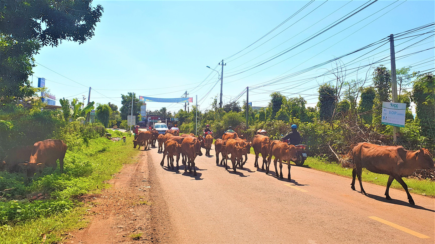 Bộ NN&PTNT phát hiện nhiều vi phạm trong chương trình phối giống bò Bộ NN&PTNT phát hiện nhiều vi phạm trong chương trình phối giống bò