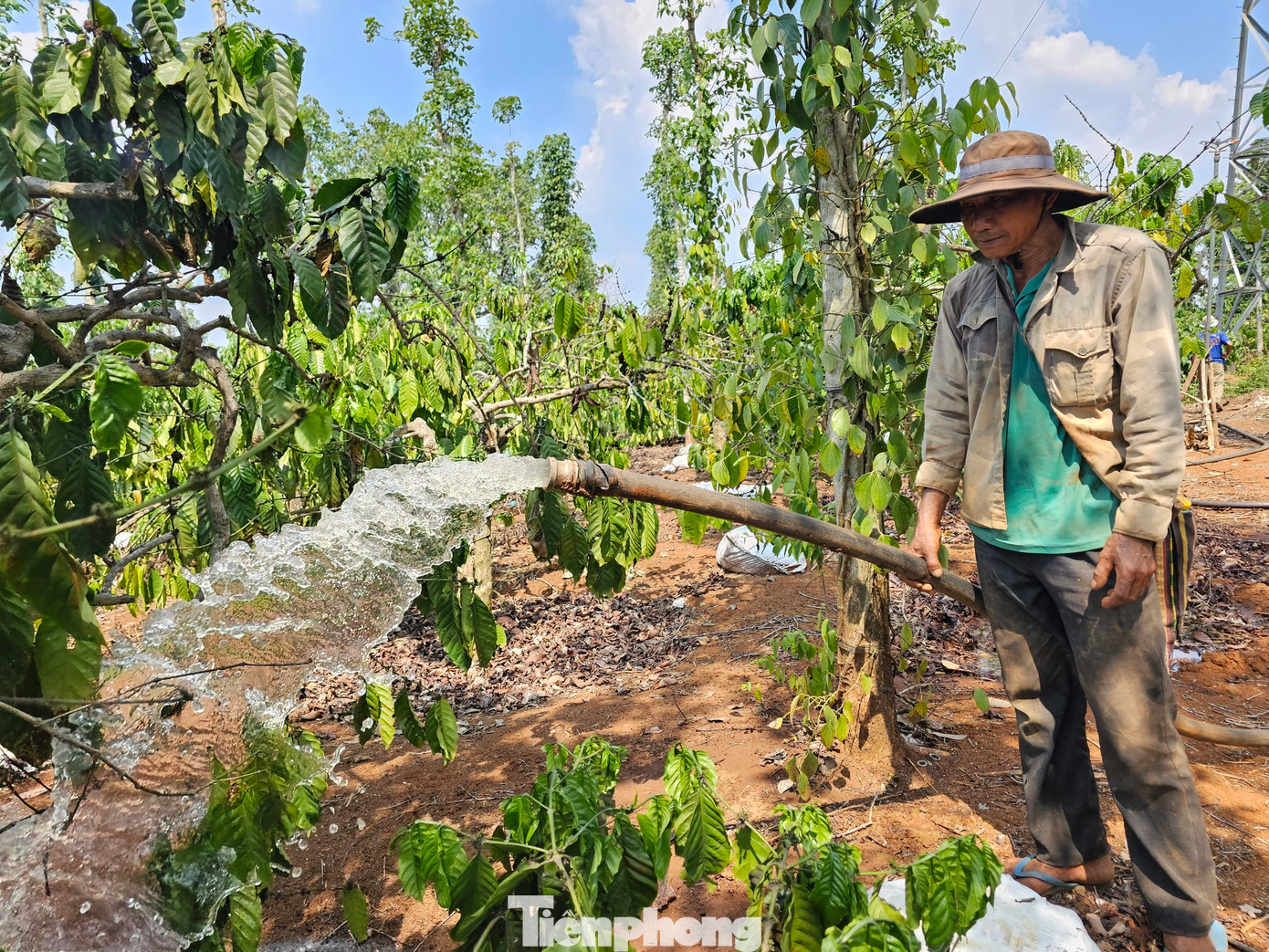 Người dân Đắk Lắk tưới cà phê