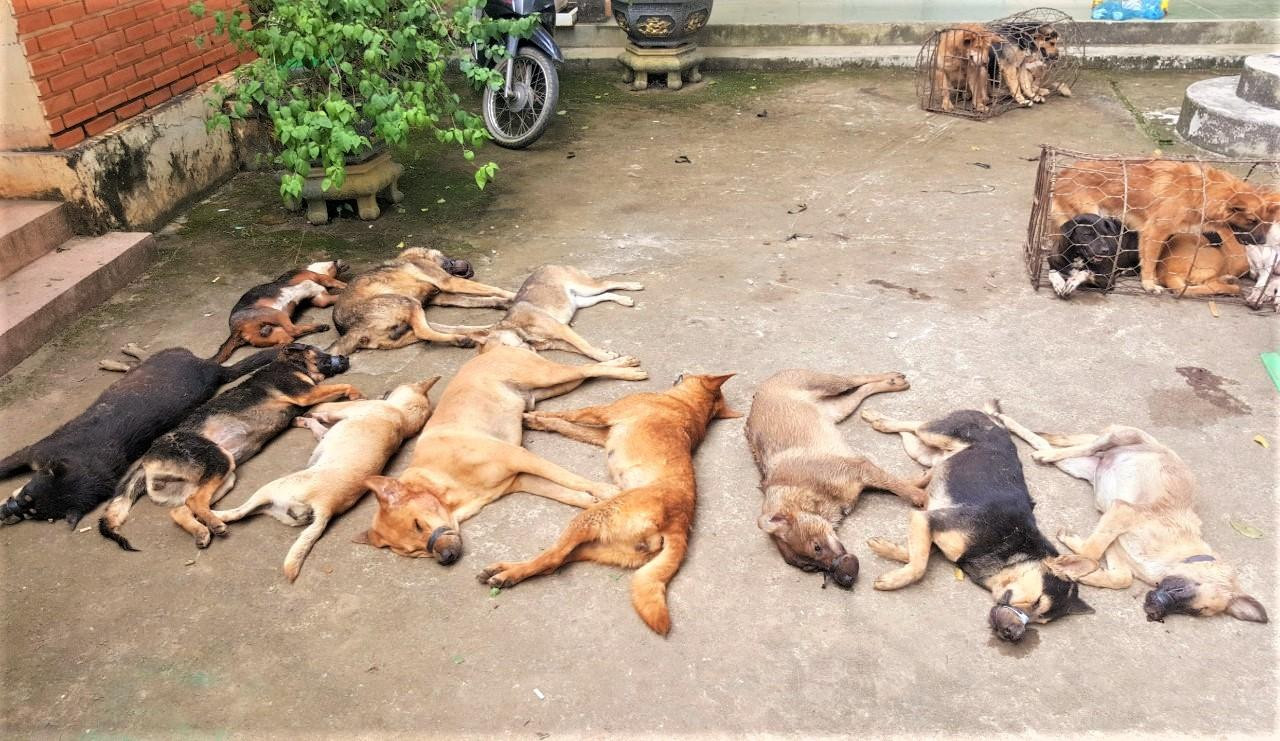 Các cá thể chó đều từ trộm cắp mà có