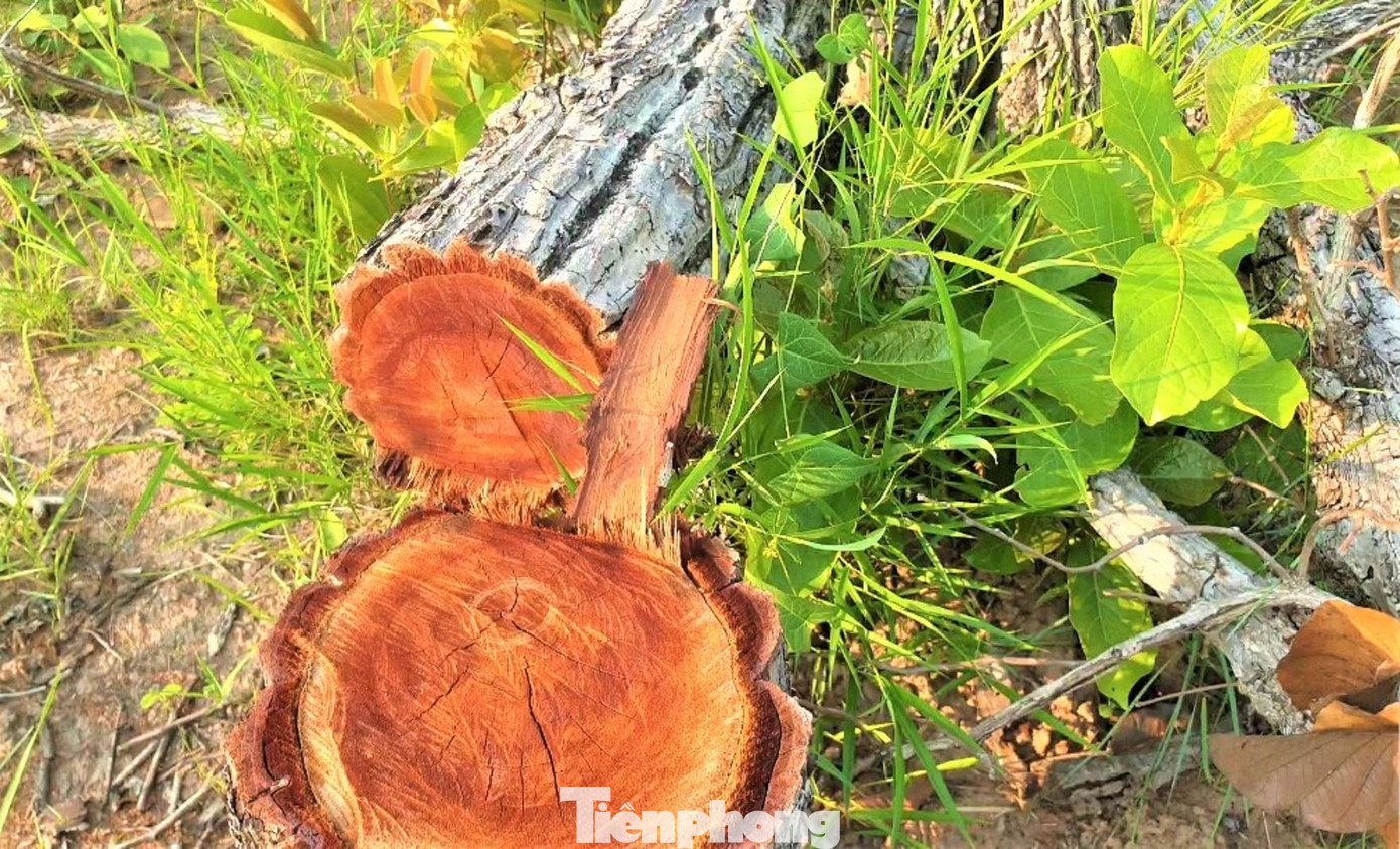 Cây rừng bị cưa, gốc vẫn còn mới Cây rừng bị cưa, gốc vẫn còn mới