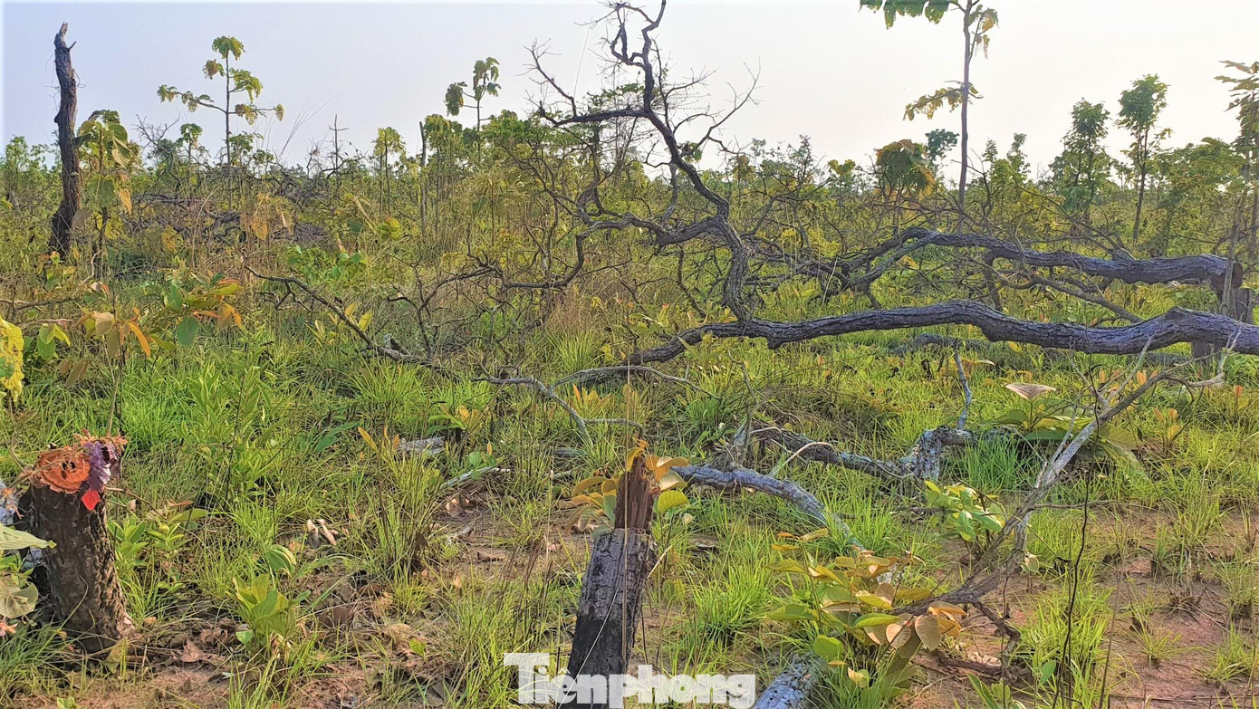 Rừng bị tàn phá, cây rừng nằm la liệt Rừng bị tàn phá, cây rừng nằm la liệt