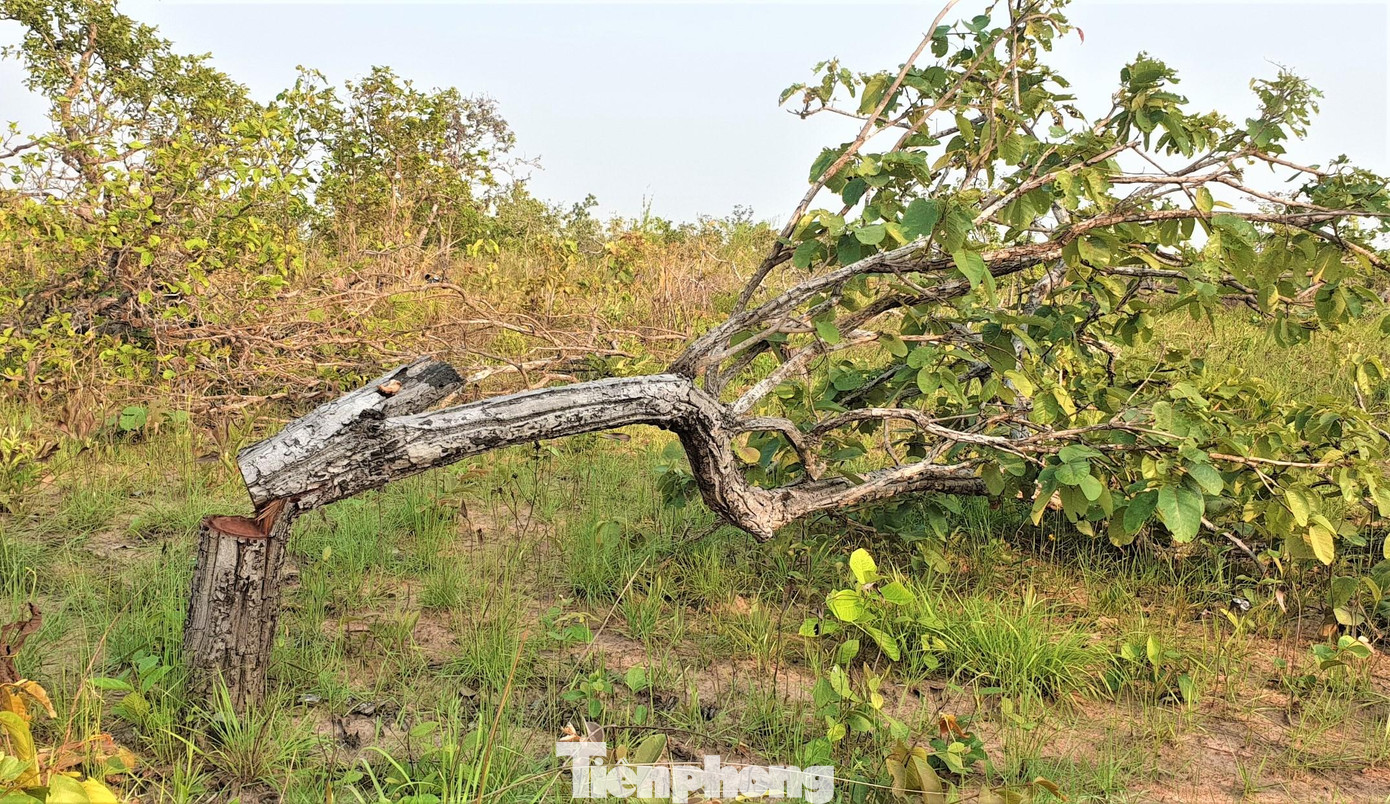 Cây rừng bị hạ, cành lá vẫn còn xanh Cây rừng bị hạ, cành lá vẫn còn xanh