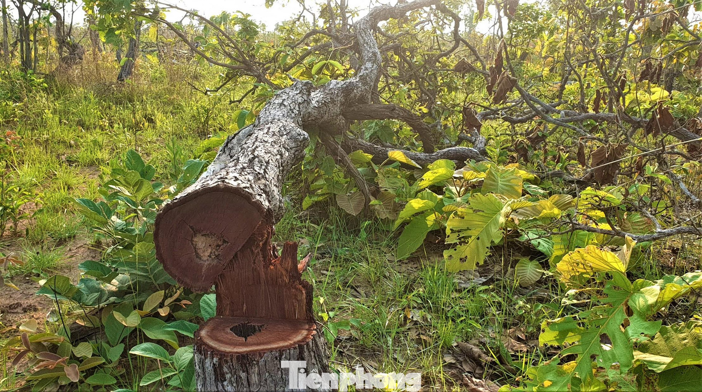 Thủ phạm chặt cây rừng nhưng không lấy gỗ Thủ phạm chặt cây rừng nhưng không lấy gỗ