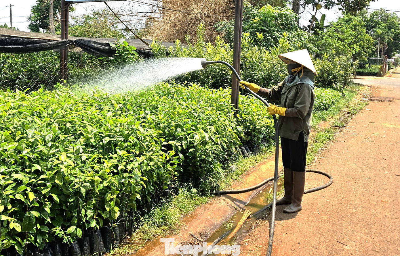 Người dân bắt đầu tái canh cà phê sau khi giá tăng cao. Người dân bắt đầu tái canh cà phê sau khi giá tăng cao.