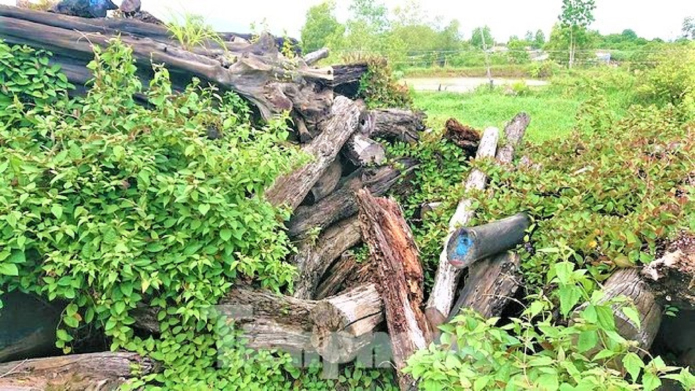 Số gỗ trục vớt để mục nát.