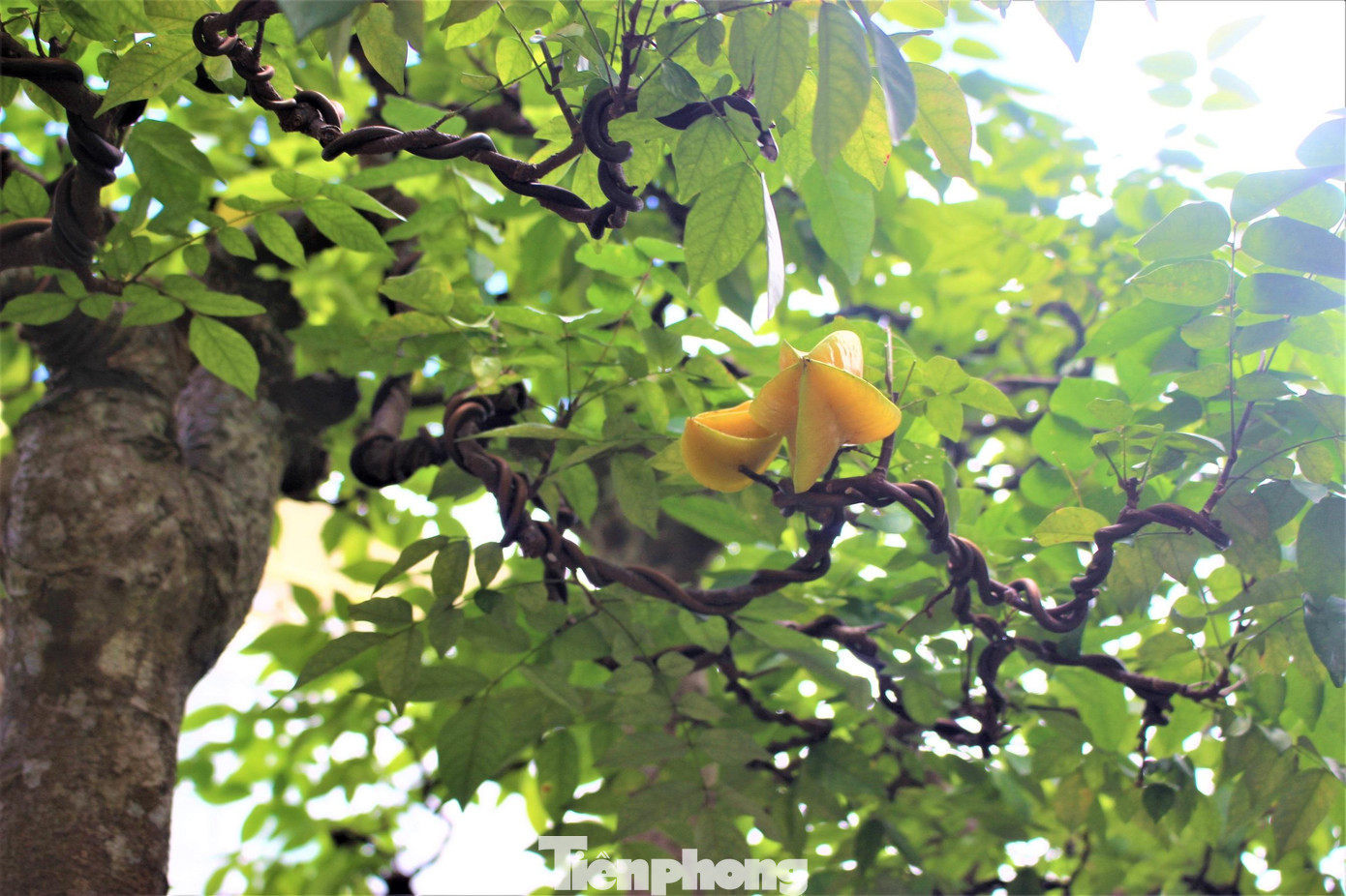 Nói về cây khế 19 thân, ông Sanh chia sẻ, mua lại của một nhà vườn tại huyện Krông Năng (Đắk Lắk) cách đây 4 năm. Lúc mới mua, cây đã 19 thân nhưng chưa được tạo dáng thế đồi núi nhấp nhô như bây giờ.