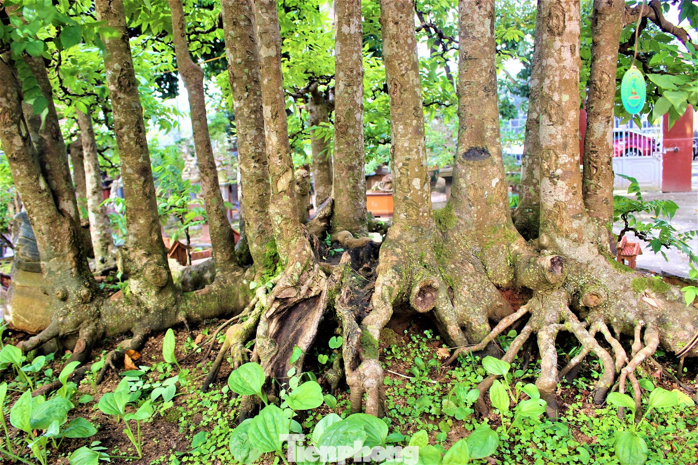 Không chỉ tạo tán, ông Sanh còn tạo những nốt sần sùi trên thân cây để ức chế khả năng phát triển chiều cao, dồn dinh dưỡng nuôi phần gốc. “Sau khi tìm ra được dáng thế phù hợp, tôi bắt đầu tạo tiểu cảnh dưới gốc cây có mái đình, cây cầu, ao nước… và đặt tên tác phẩm là Quê hương, ngắn gọn nhưng rất ý nghĩa”, chủ nhân cây khế độc lạ cho hay.