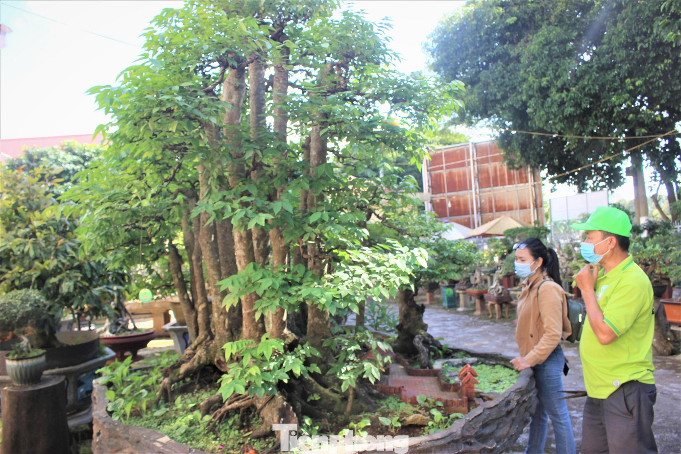 Nhằm tạo điều kiện cho những người yêu thích, dễ dàng chiêm ngưỡng cây khế 19 thân, ông Sanh đặt cây ngay khoảnh sân trước Thư viện tỉnh Đắk Lắk. “Ở nhà tôi không gian chật, không thể bộc lộ hết nét đẹp của cây khế; hơn nữa để ở đây trung tâm thành phố, ai muốn chiêm ngưỡng thì dễ dàng đến ngắm bất cứ lúc nào."