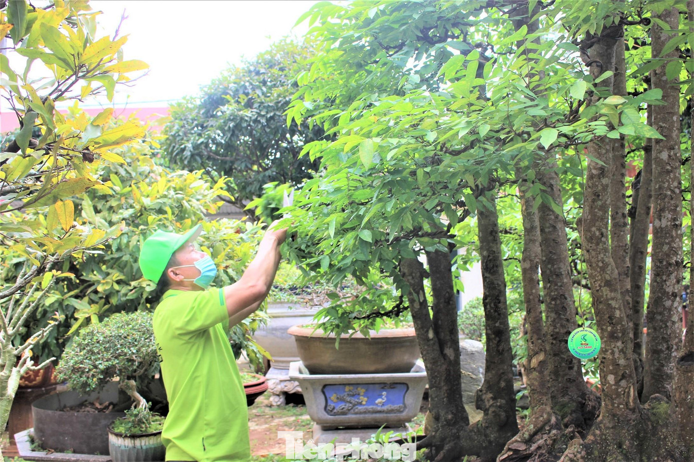 Cây khế độc nhất vô nhị trên thuộc sở hữu của ông Nguyễn Tấn Sanh (trú ở TP. Buôn Ma Thuột, Đắk Lắk)- Chủ nhiệm CLB Nhà vườn sinh vật cảnh tỉnh Đắk Lắk.