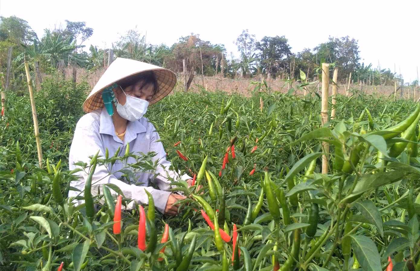 Chị Nguyễn Thị Cao Thi khởi nghiệp với mô hình trồng ớt an toàn xuất khẩu Chị Nguyễn Thị Cao Thi khởi nghiệp với mô hình trồng ớt an toàn xuất khẩu