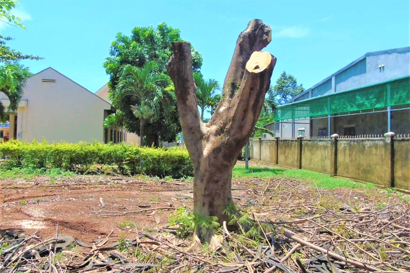 Nhiều người lo lắng việc cây xanh sẽ bị "trảm" sau sự cố cây ngã, đè người đi đường