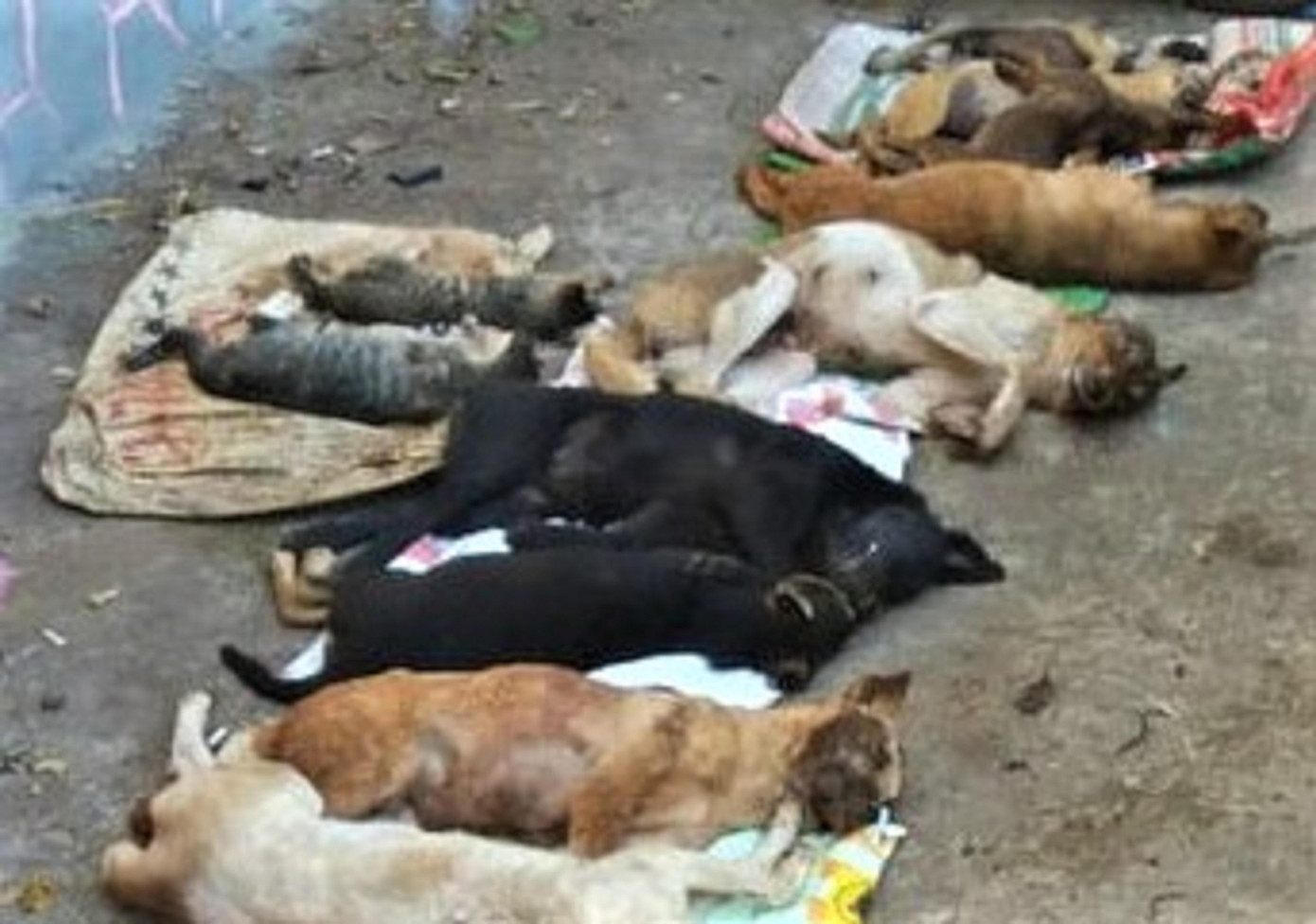 Trong đêm, hàng chục con chó bị dính bả Trong đêm, hàng chục con chó bị dính bả