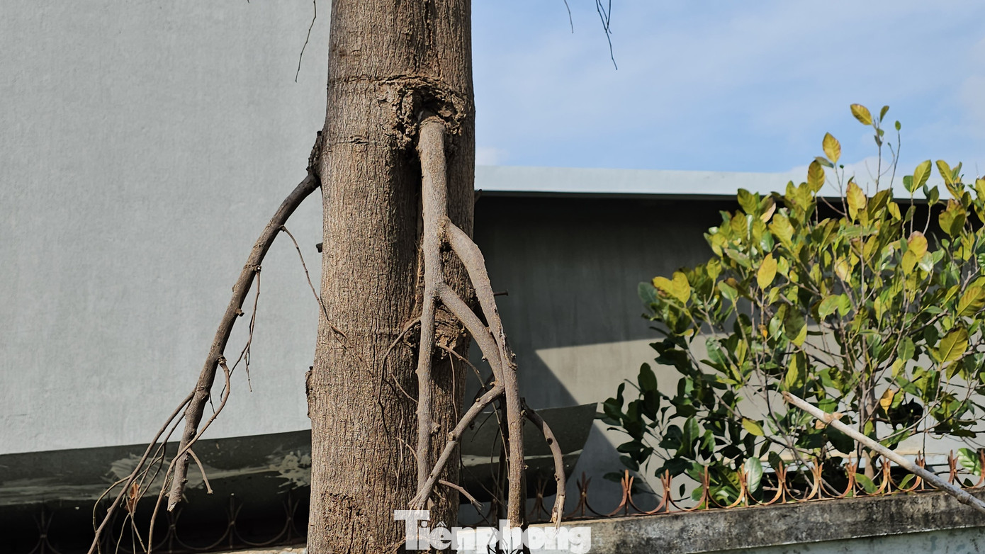 Cành cây hoàng nam bị khô, không có dấu hiệu của sự sống. Cành cây hoàng nam bị khô, không có dấu hiệu của sự sống.