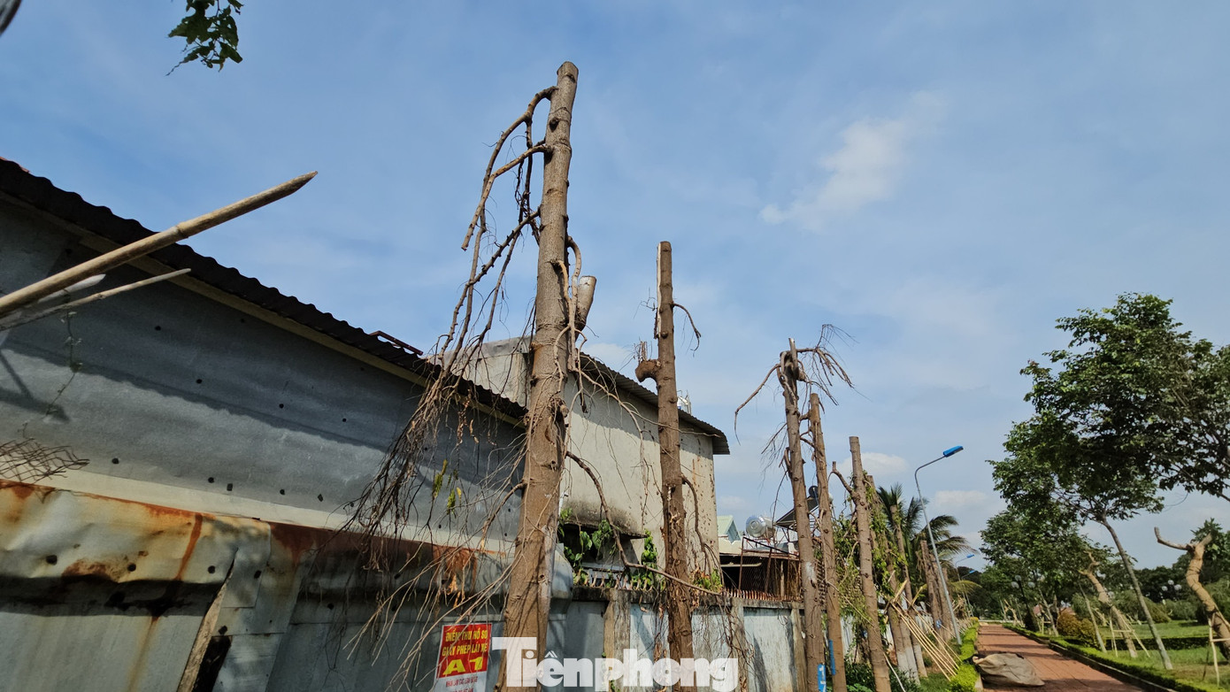 Nhiều cây hoàng nam bị trụi lá, khô cành. Nhiều cây hoàng nam bị trụi lá, khô cành.