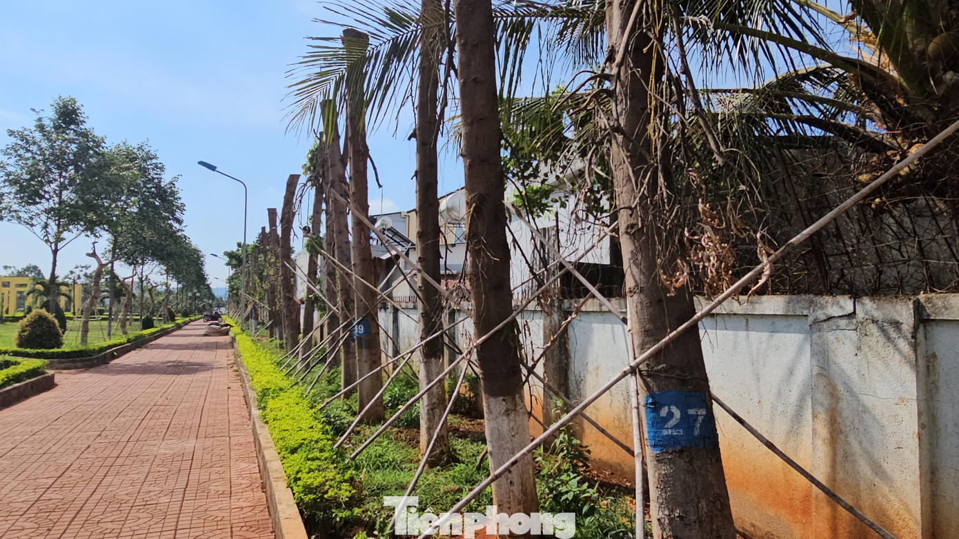 Loạt cây xanh có dấu hiệu chết hàng loạt. Loạt cây xanh có dấu hiệu chết hàng loạt.