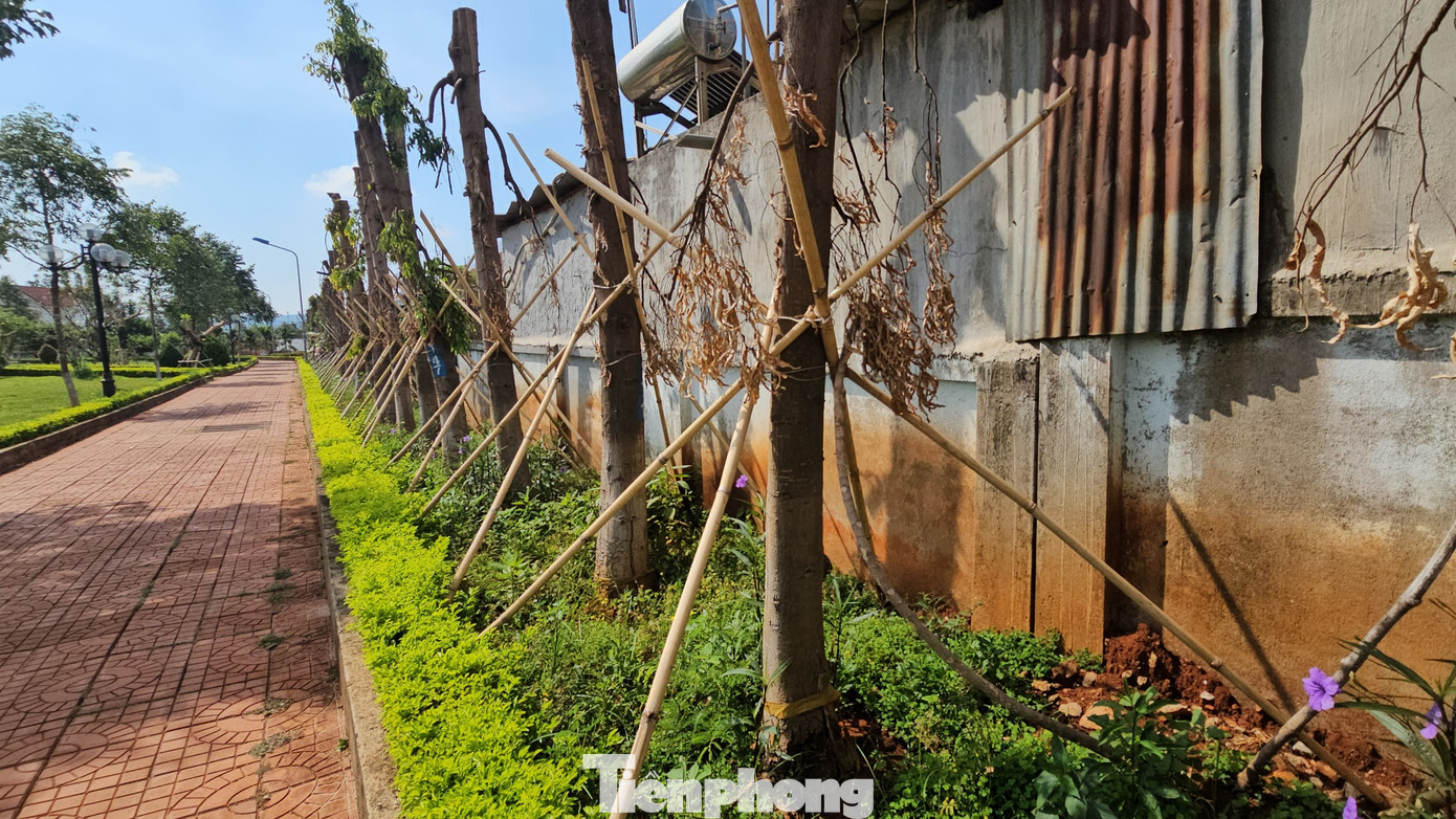 Cây hoàng nam được trồng phía giáp với tường nhà dân. Cây hoàng nam được trồng phía giáp với tường nhà dân.