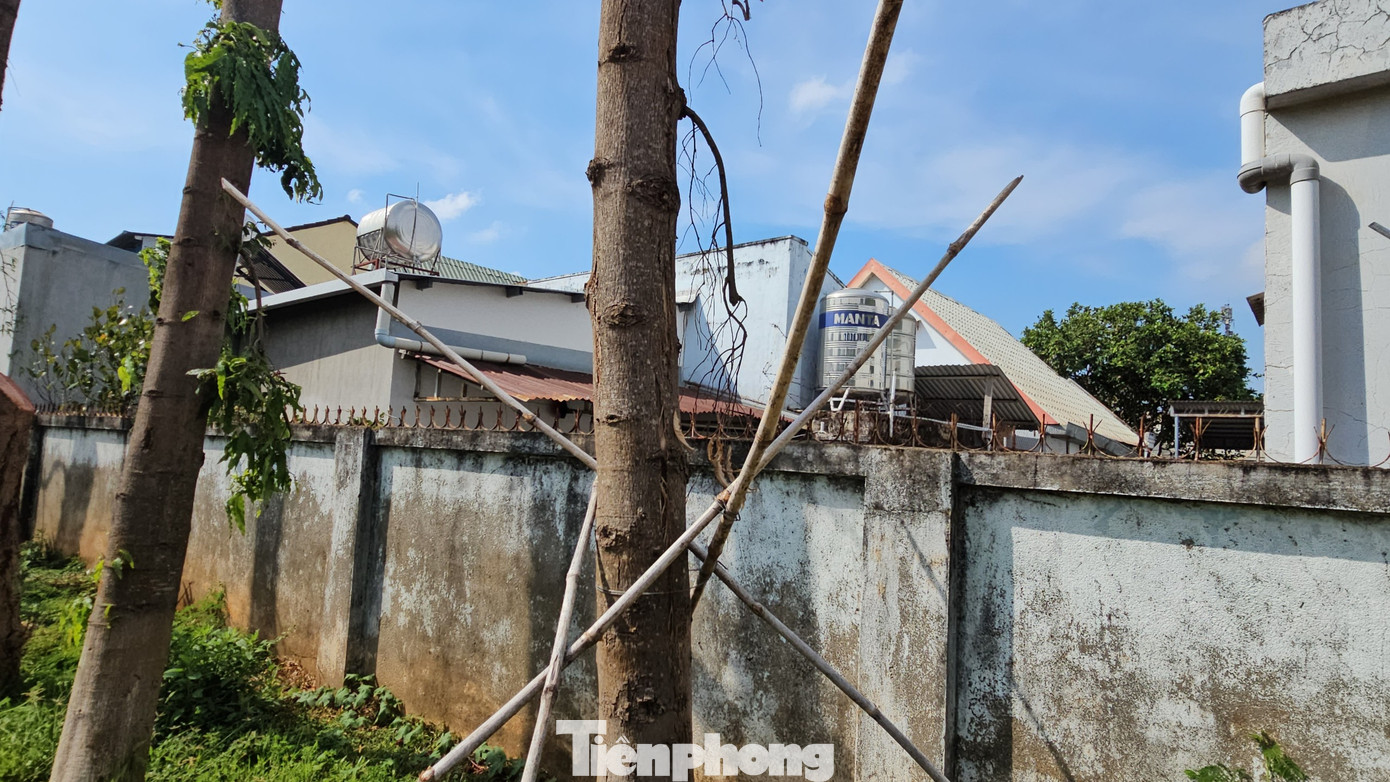 Mỗi gốc cây được tạo giá đỡ khá vững chắc. Mỗi gốc cây được tạo giá đỡ khá vững chắc.