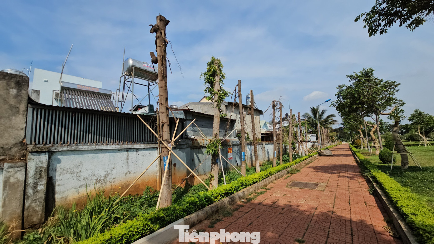 Theo thống kê, có hơn 60 cây hoàng nam được di dời về công viên Sơn La. Theo thống kê, có hơn 60 cây hoàng nam được di dời về công viên Sơn La.