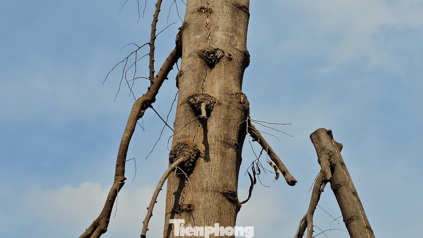 Một cây hoàng nam có dấu hiệu bị nứt, khô. Một cây hoàng nam có dấu hiệu bị nứt, khô.