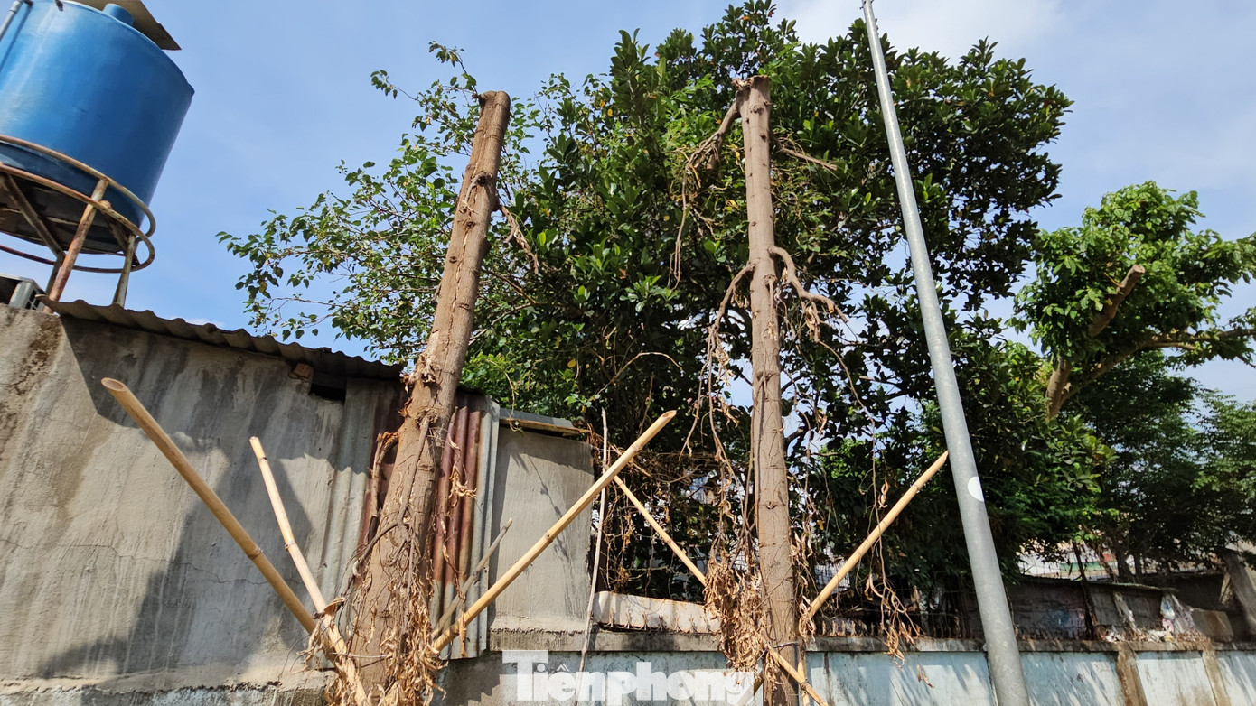 Hai cây hoàng nam bị trụi lá, khô cành. Hai cây hoàng nam bị trụi lá, khô cành.