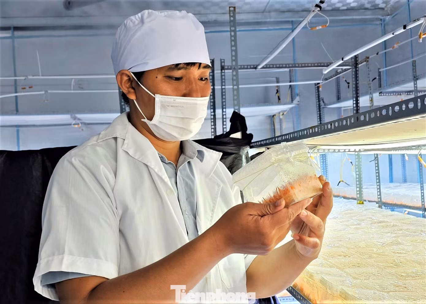 Anh Nguyễn Thanh Toàn kiểm tra nấm đông trùng hạ thảo