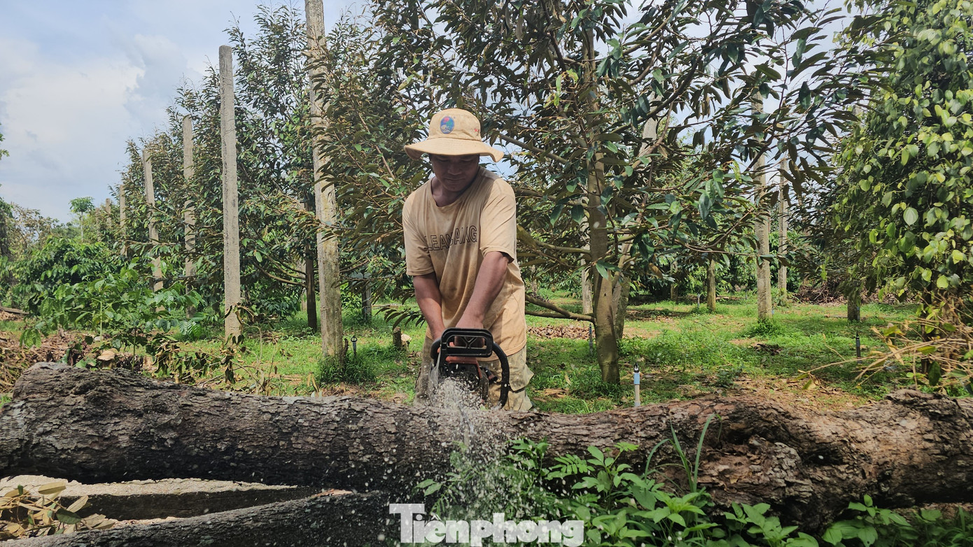 Một gốc cây sầu riêng hơn 10 năm tuổi bị gãy. Một gốc cây sầu riêng hơn 10 năm tuổi bị gãy.