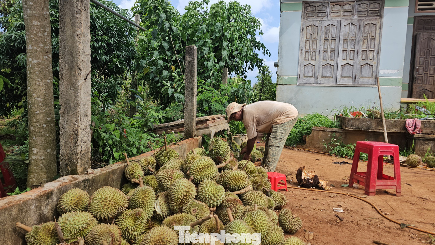 Sầu riêng non, thương lái không mua. Sầu riêng non, thương lái không mua.