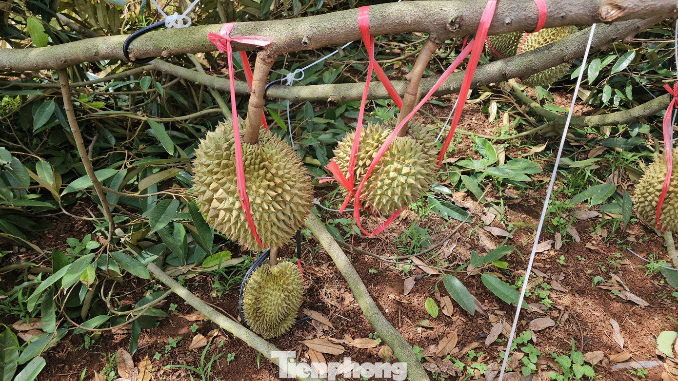 Một cây sầu riêng bị ngã, quả còn lủng lẳng trên cành. Một cây sầu riêng bị ngã, quả còn lủng lẳng trên cành.