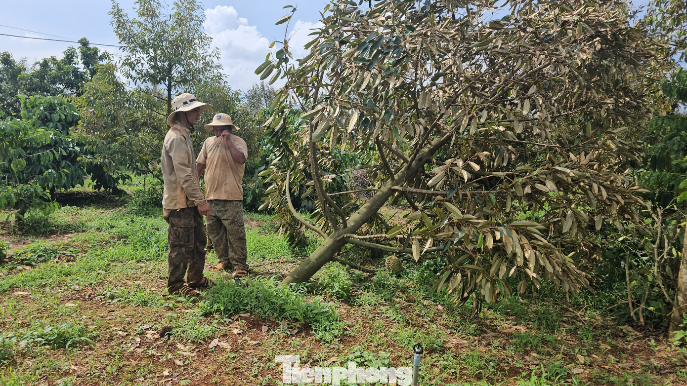 Một cây sầu riêng đã bị đứt gốc phía dưới, lá bắt đầu héo. Một cây sầu riêng đã bị đứt gốc phía dưới, lá bắt đầu héo.