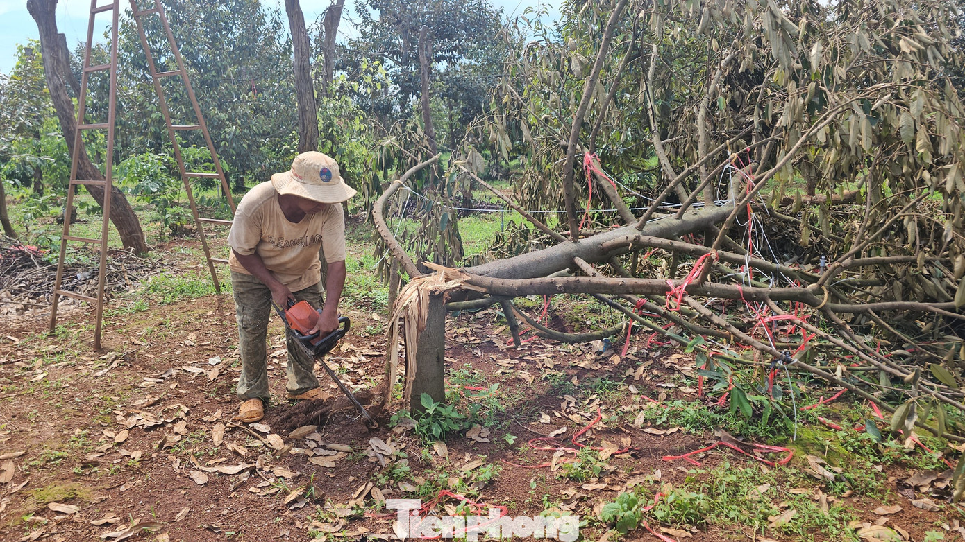 Sầu riêng nhà ông Y Dớt bị bật gốc. Sầu riêng nhà ông Y Dớt bị bật gốc.