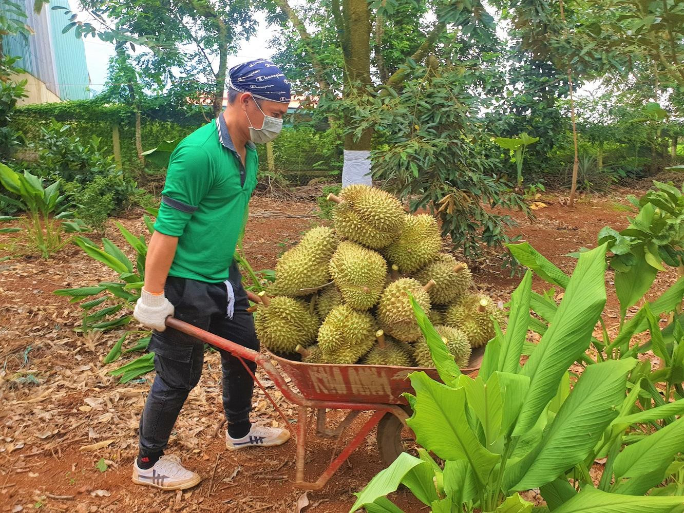 Sầu riêng Dona giống xuất khẩu đã vào vụ thu hoạch